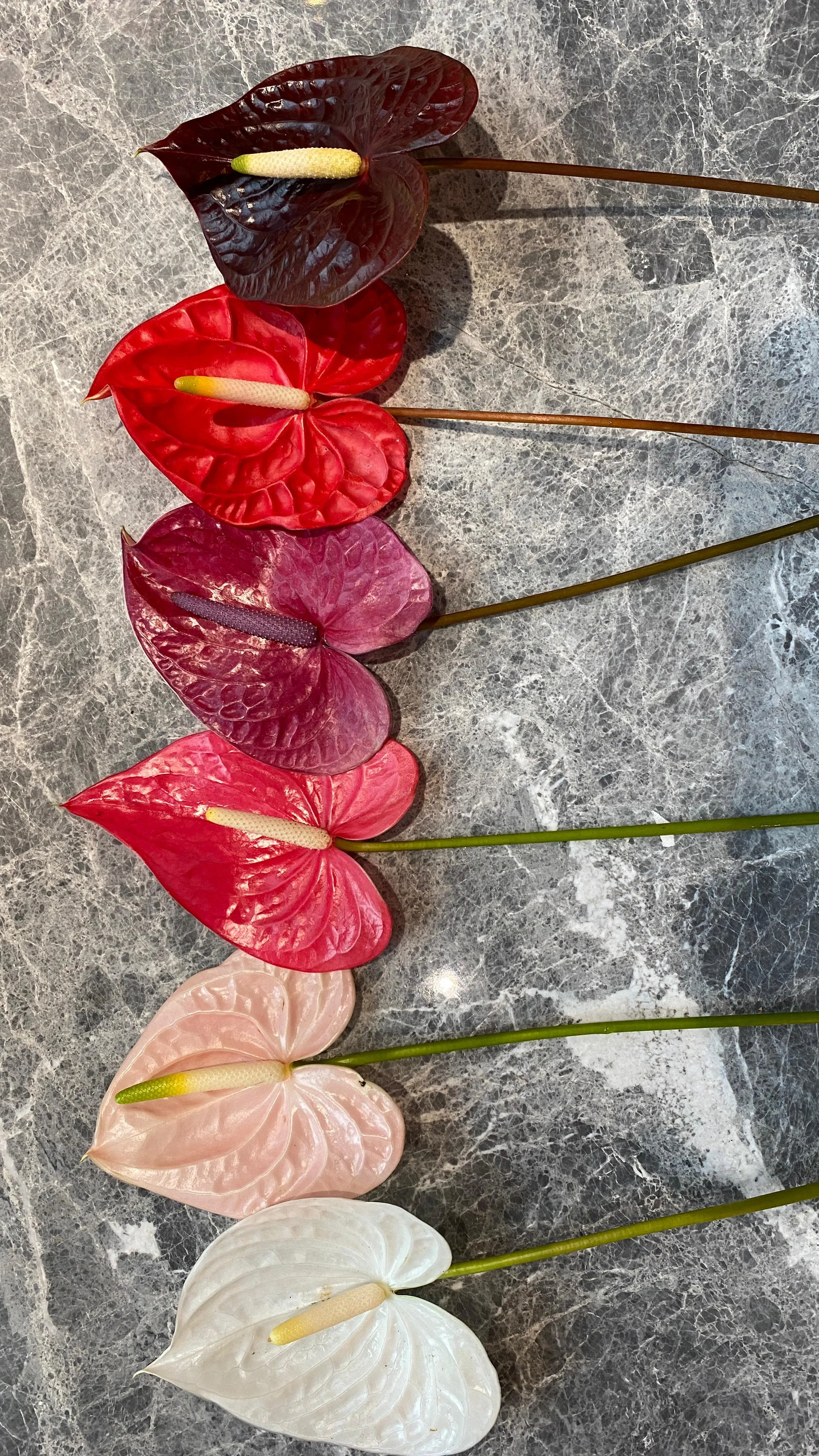 A gradient of anthurium stems laid on marble