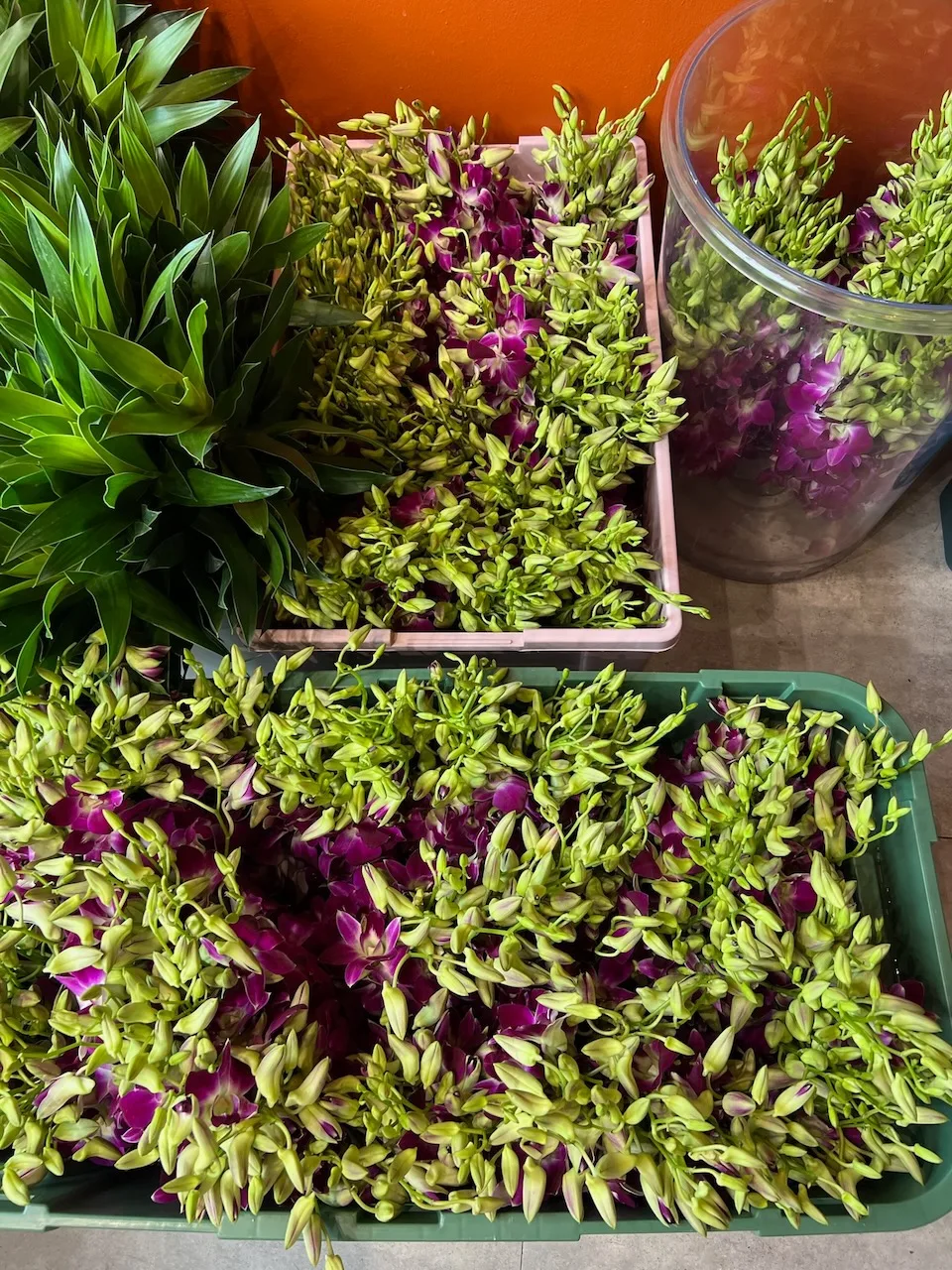 Bulk crates of dendrobium orchid stems